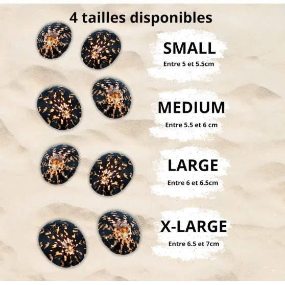 Coffret allaitement naturel (coquillages + coussinets) - 5