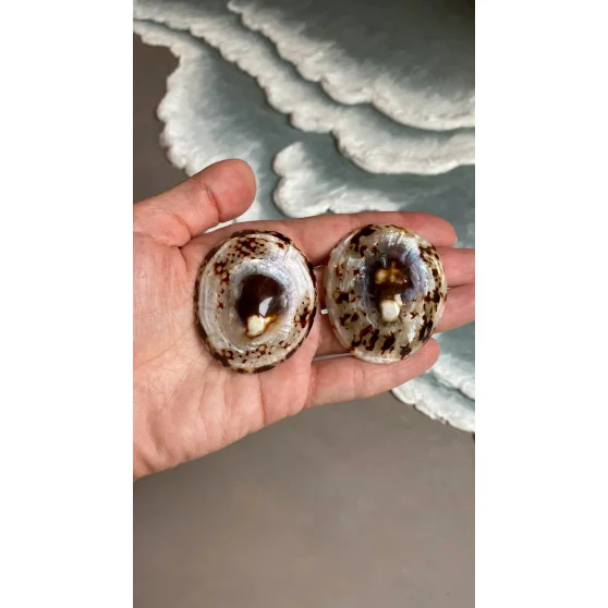 Coffret allaitement naturel (coquillages + coussinets)