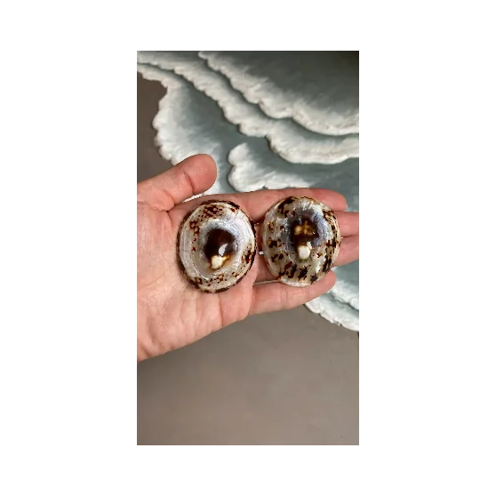 Coffret allaitement naturel (coquillages + coussinets) - 8